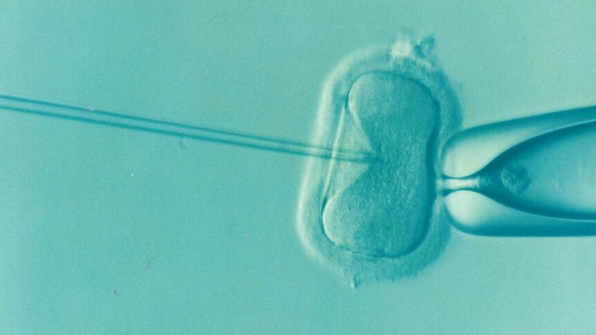 In vitro fertilisation