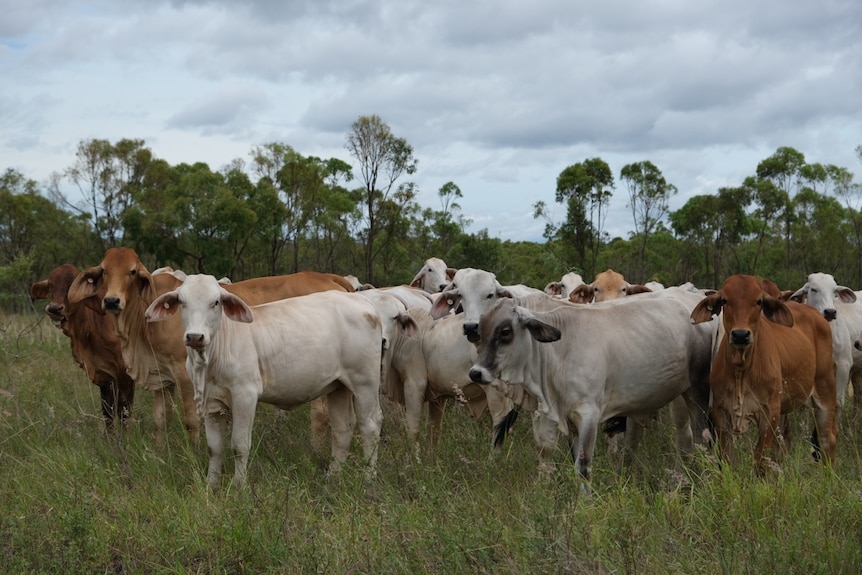 Cattle standing in a green paddock with grey storm clouds above them