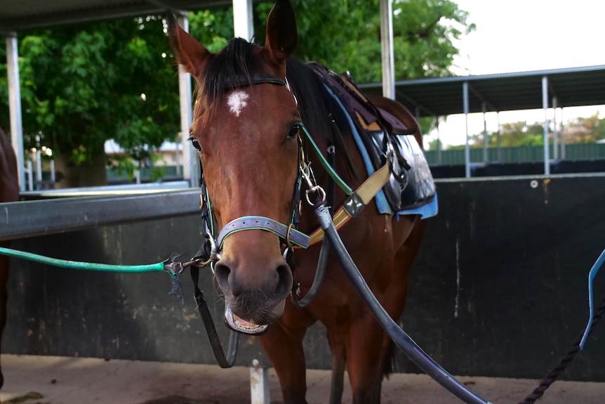 A thoroughbred chestnut coloured horse saddled up ready to train