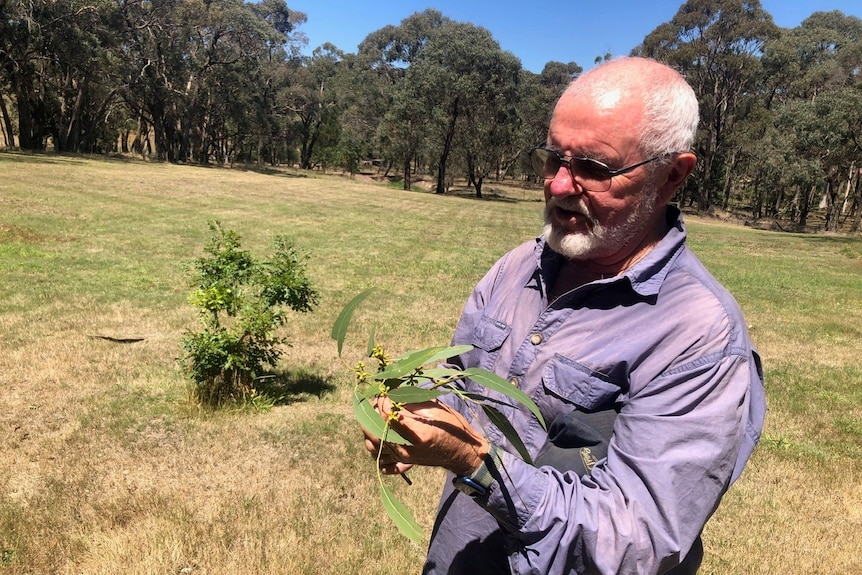 Man with beard holding gum leaf foliage