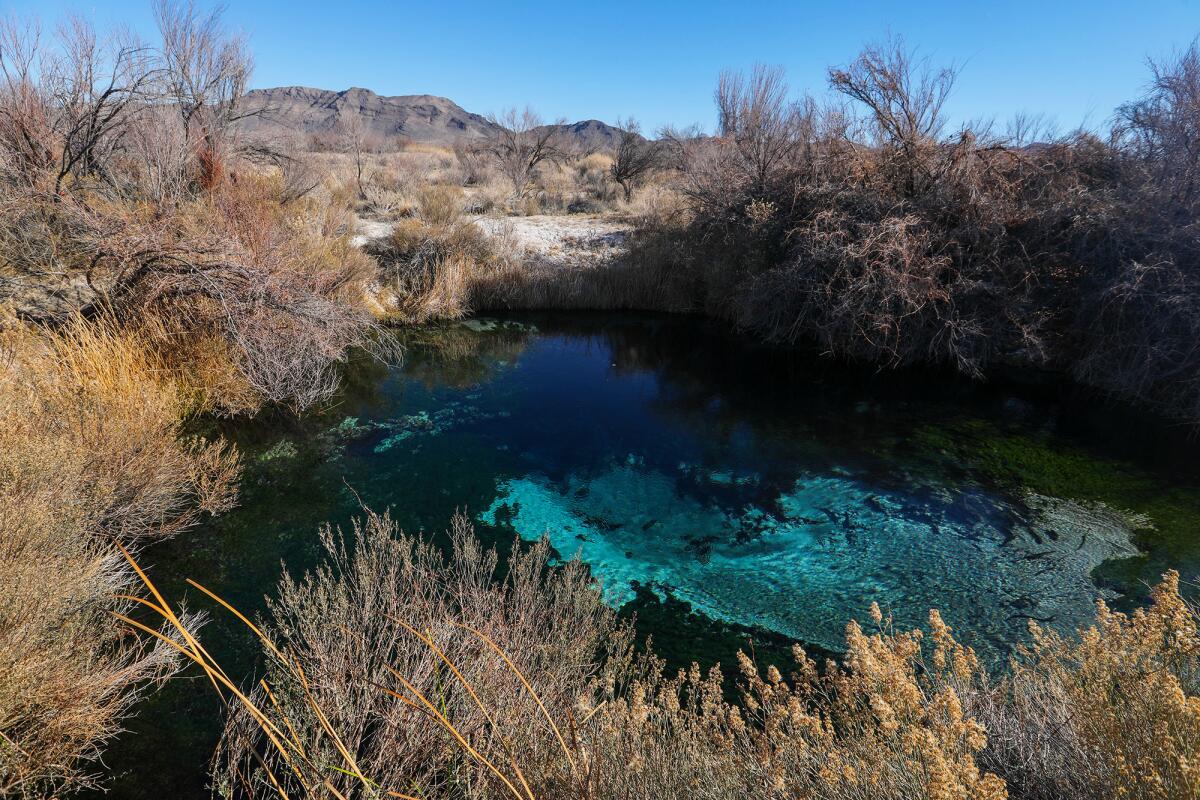 A body of water surrounded by brown shrubbery in a desert landscape 