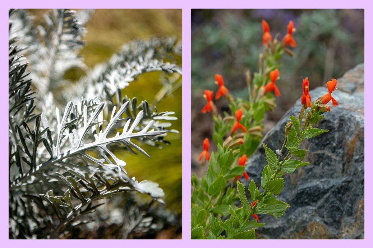 Side-by-side photographs of California sagebrush and scarlet monkeyflower