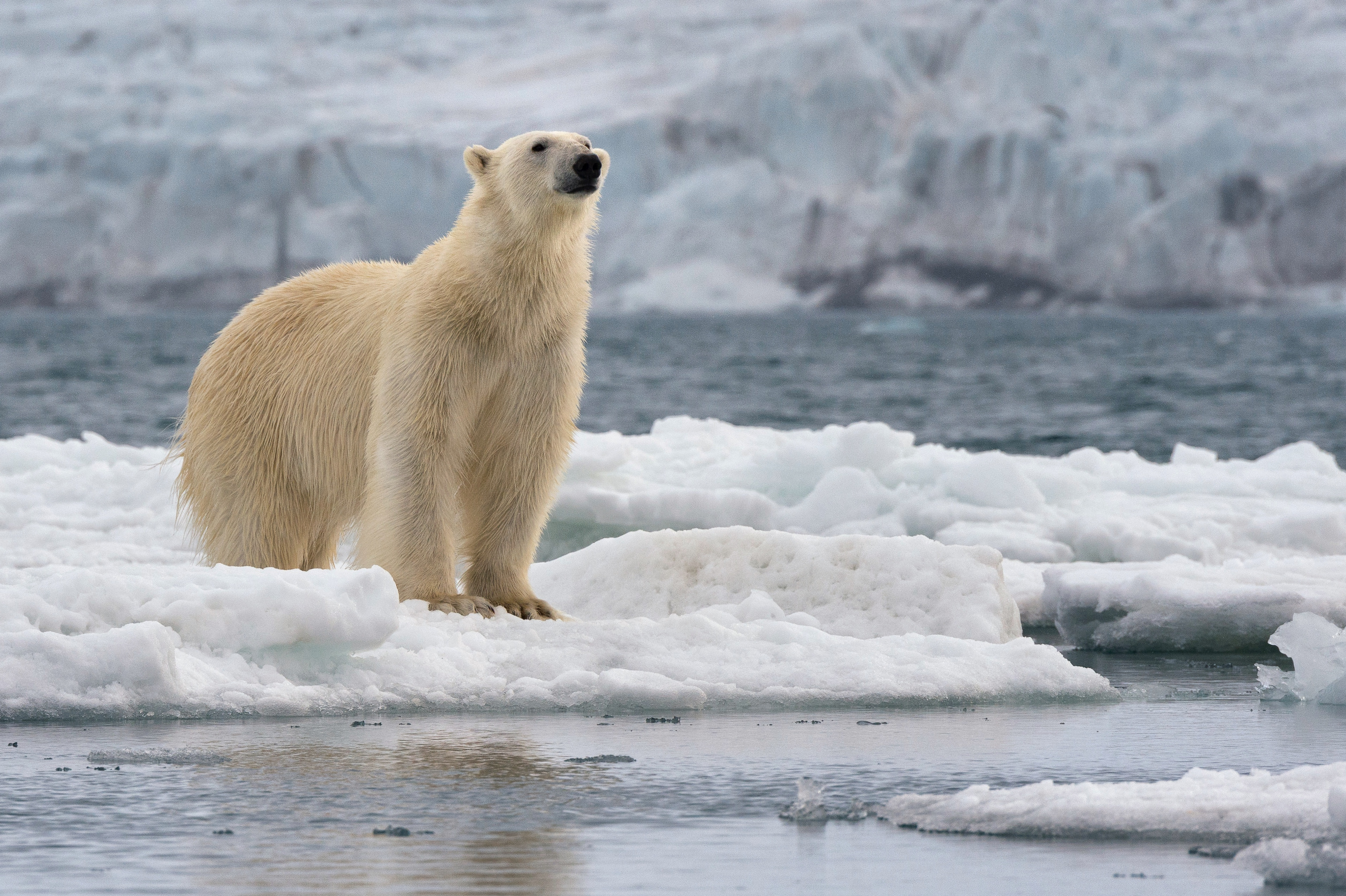 There are more polar bears than humans on the island