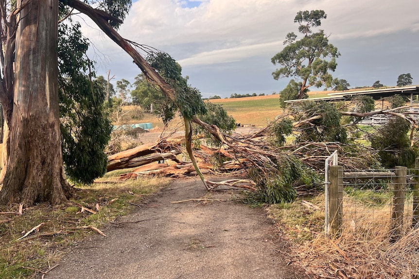 A dirt road with a large tree branch across it