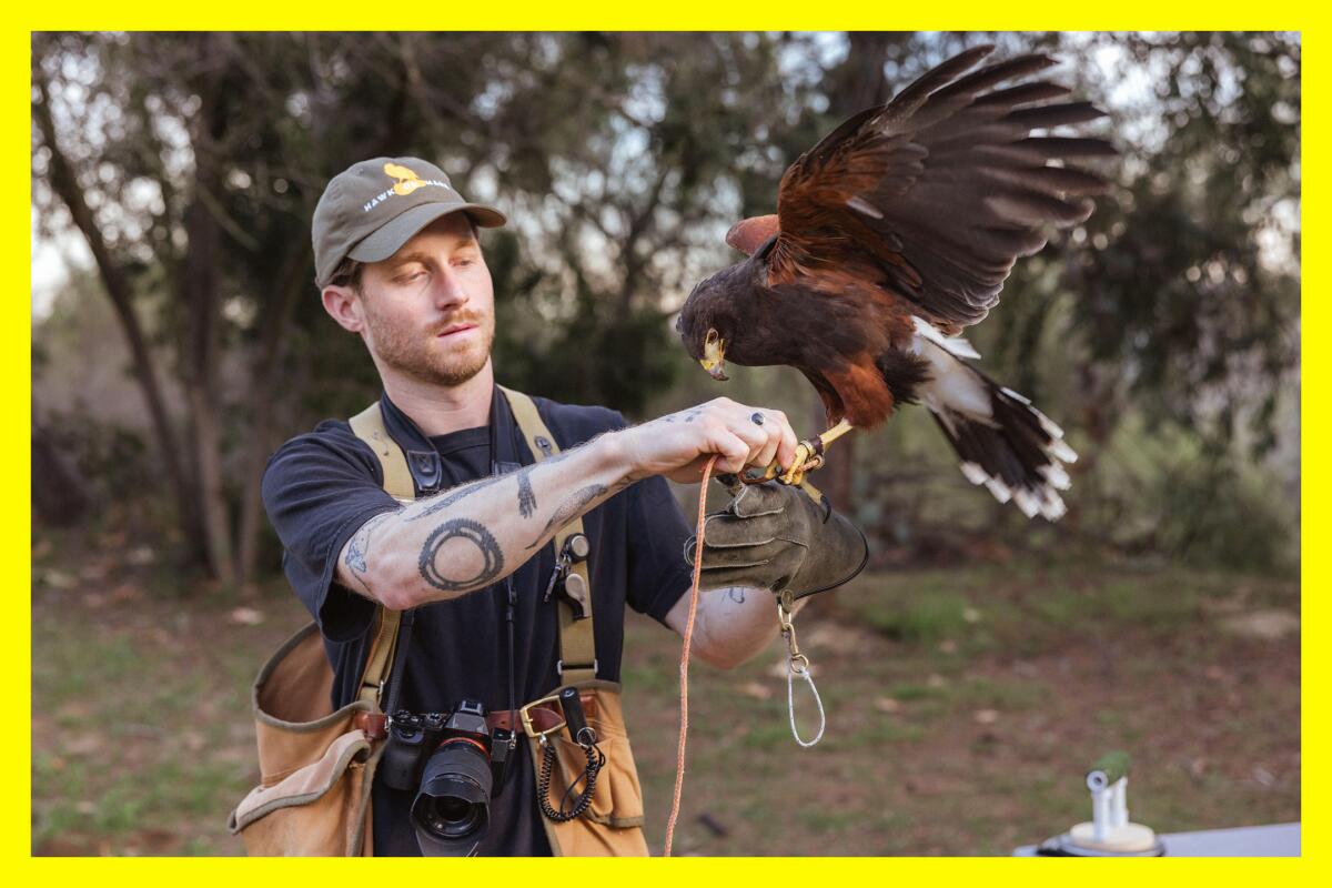 A human with a gloved hand holds an owl stretching its wings