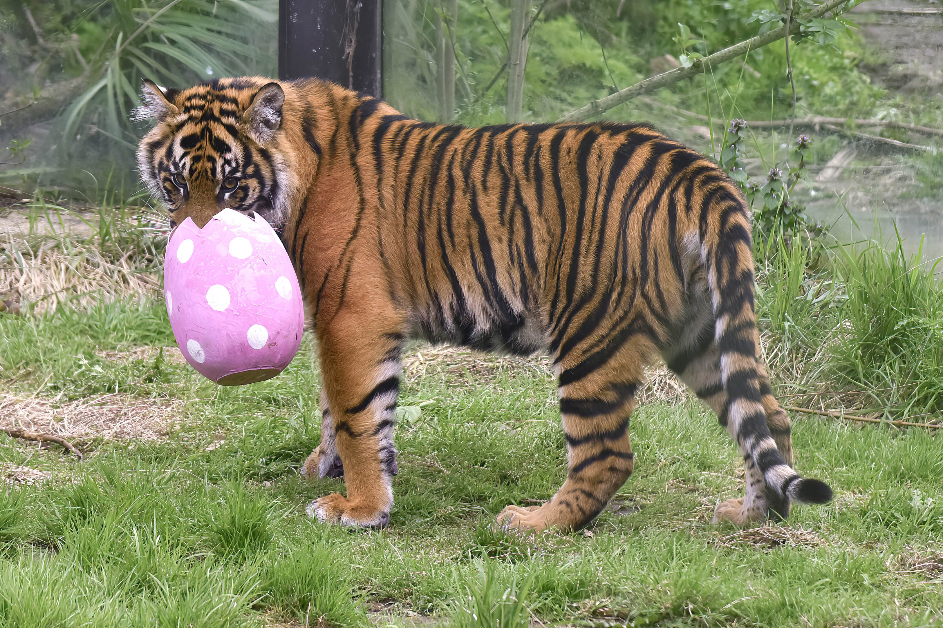 Why not take the kids to see the Sumatran tiger cubs this Easter at ZSL London Zoo