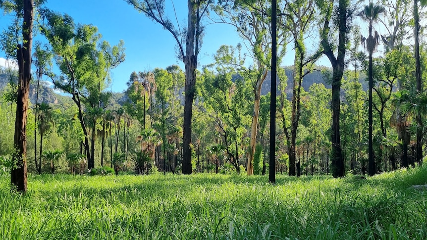 The same spot, more than two months after the fire. (Supplied: Queensland Parks and Wildlife)