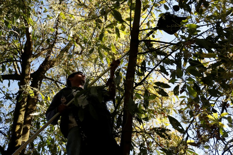 A farm worker picks avocados in San Isidro orchard in Uruapan, in Michoacan state, Mexico