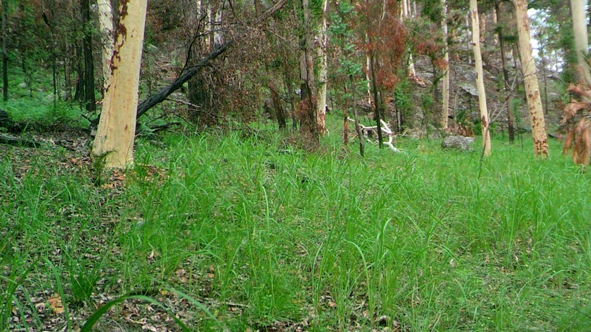 The same section more than two months later. (Supplied: Queensland Parks and Wildlife)