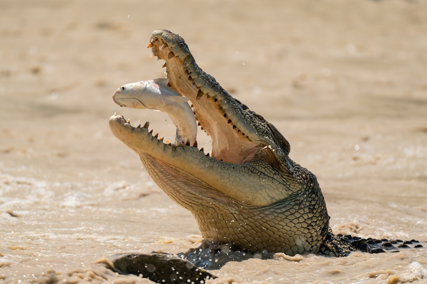 A saltwater crocodile leaping from the water eating a mullet fish at Cahills Crossing in the Northern Territory