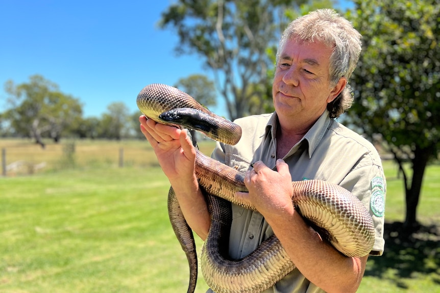 A man in khaki rangers uniform holds a black headed python wrapped around his arms