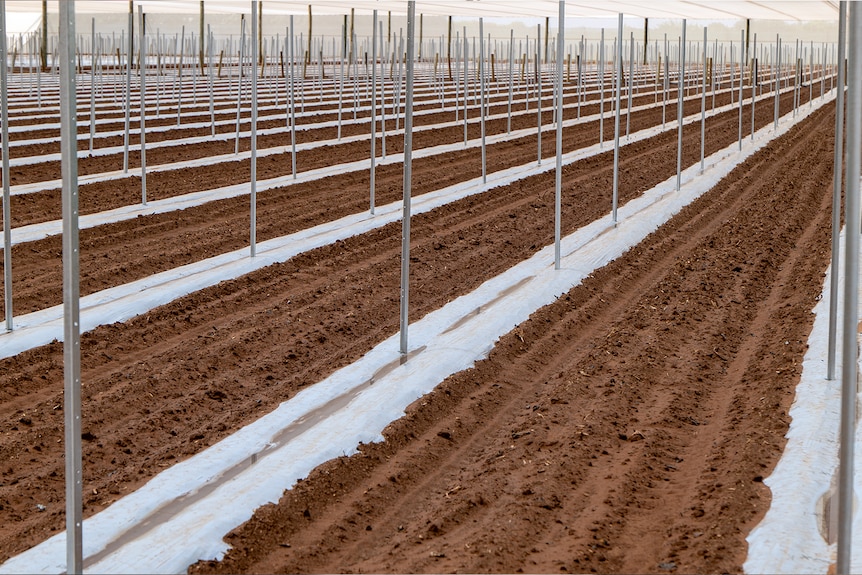 An area used for growing vegetables that was damaged in a storm