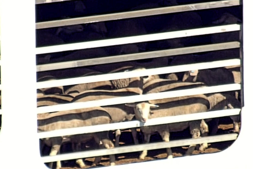 A sheep sticks its head through the bars of a window of the ship.