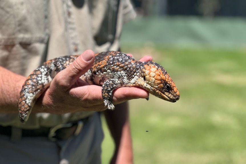 A brown, fawn and orange lizard rests on a man's hand