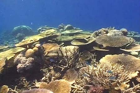 Coral on the Great Barrier Reef off Queensland