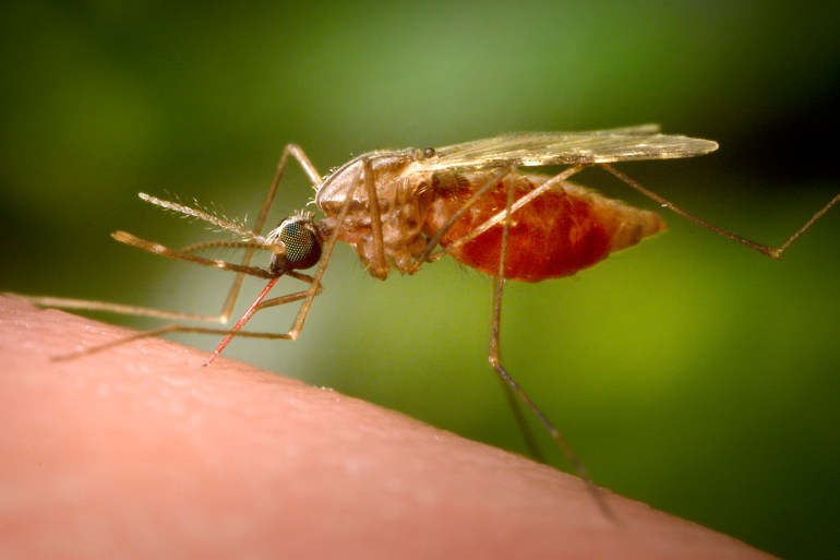 female anopheles mosquite