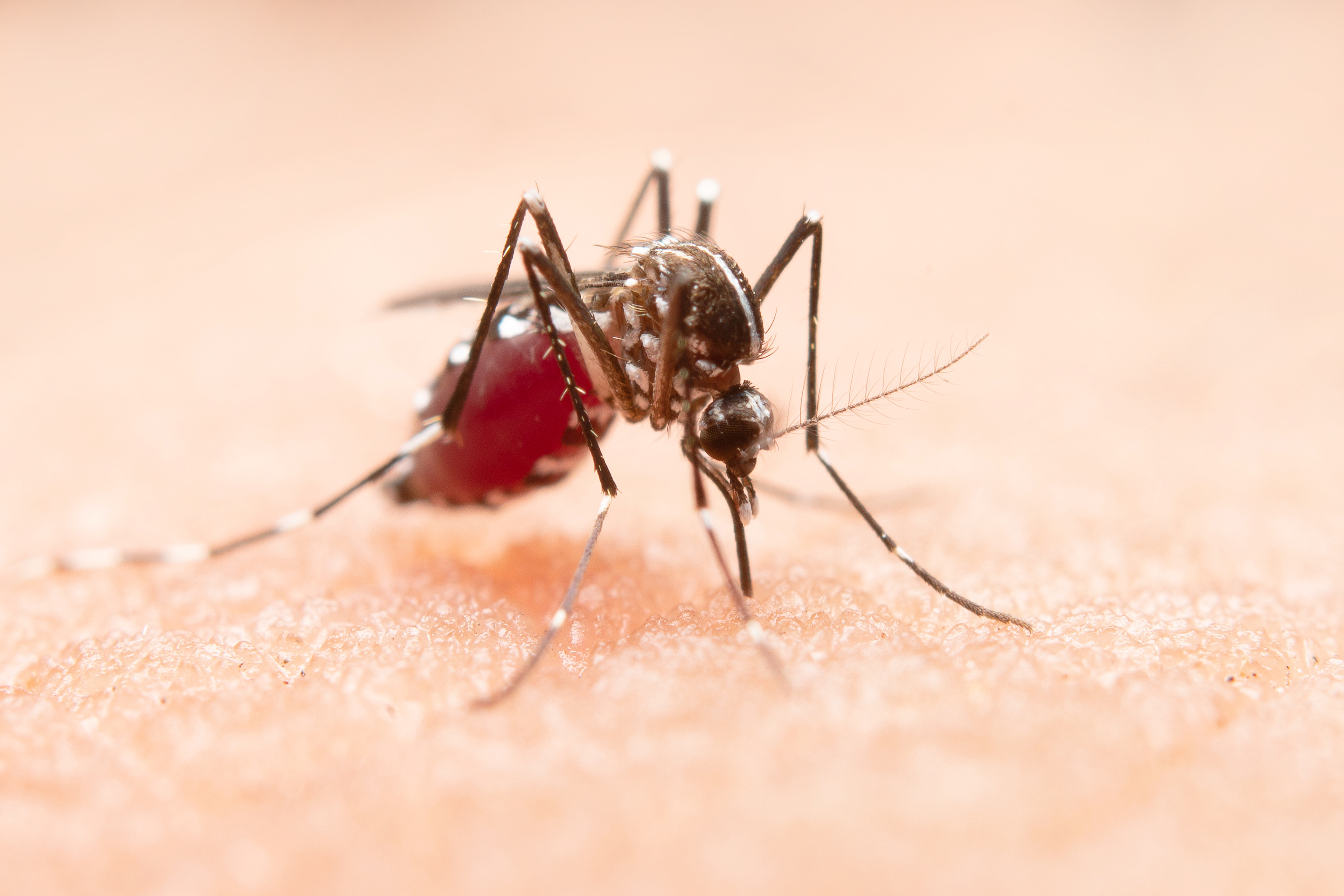 Dengue is carried by mosquitoes, which can infect you when they bite you