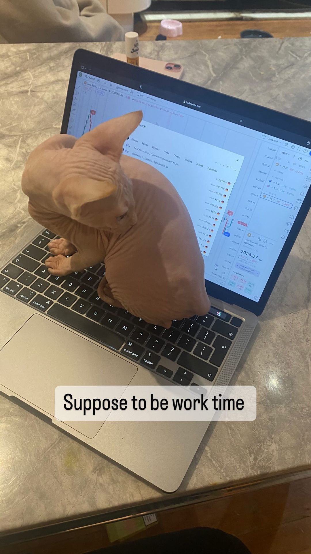 Katie Price has revealed her new sphynx cat perched on her laptop