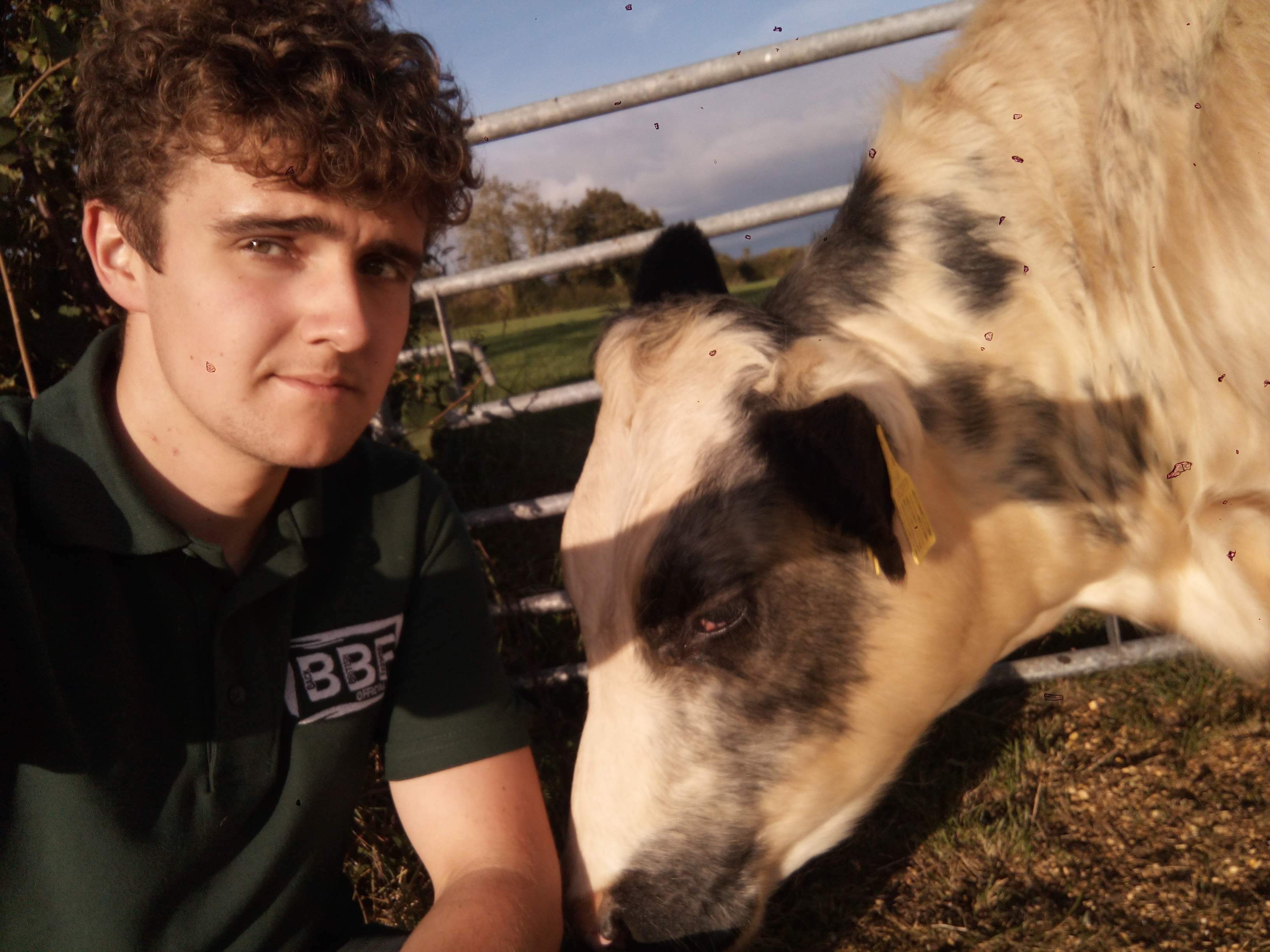 Michael Andrew was not amused after a herd of cheeky cows broke into his chill-out room