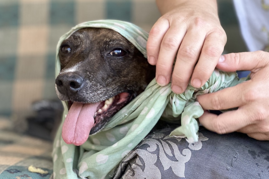 dog with tongue sticking out wrapped in wet cloths. 