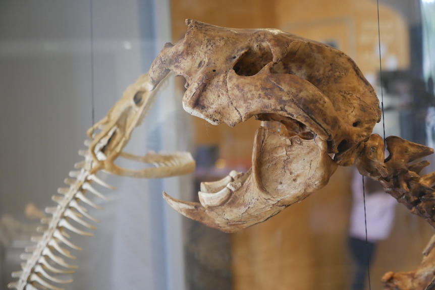 Two fossil skeletons in a glass display case. 