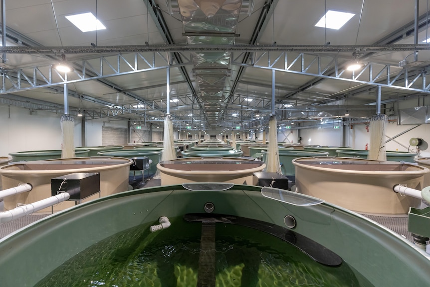 A room is filled wall to wall with 65 large plastic tubs of water  