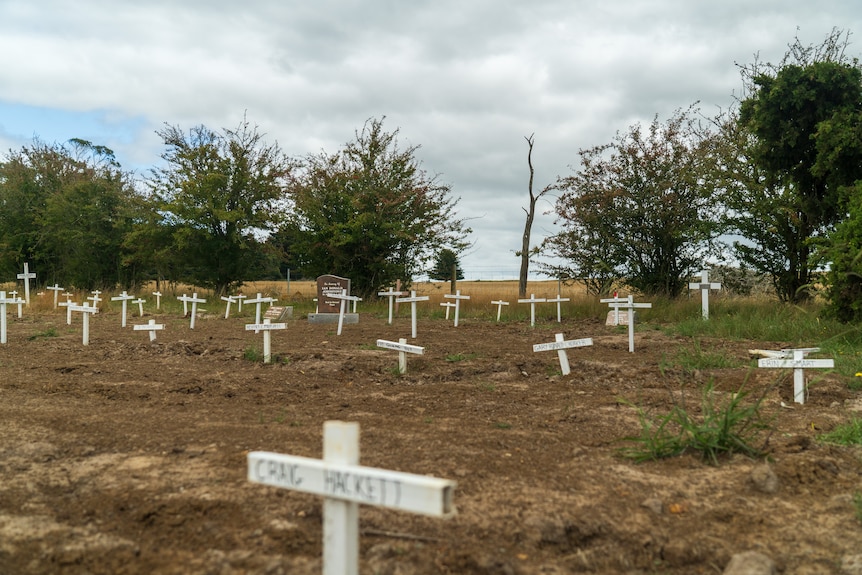 rows of small white crosses in an open paddock