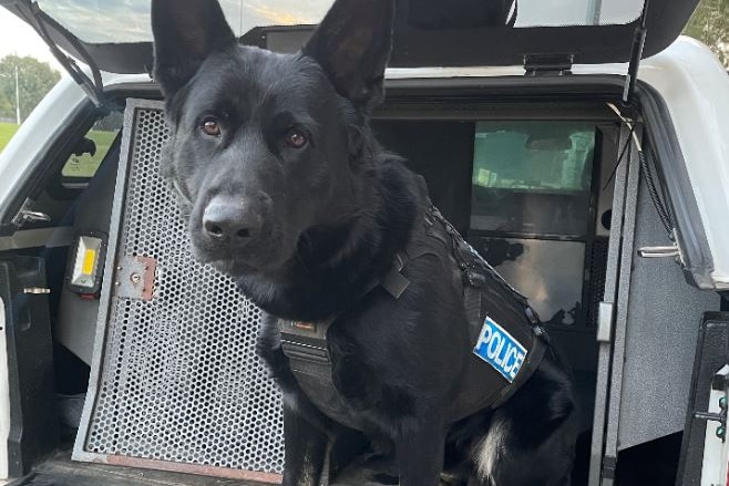 An image of a police dog.