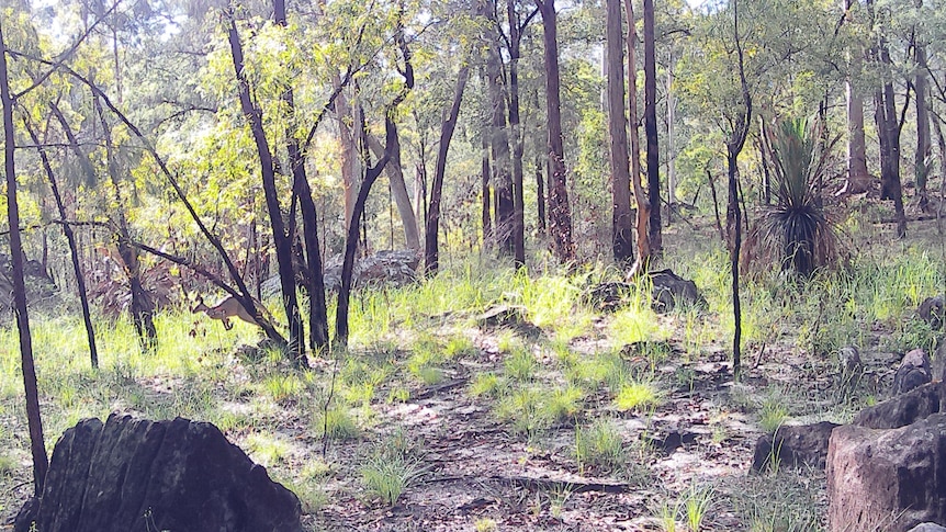 The same section more than two months later. (Supplied: Queensland Parks and Wildlife)