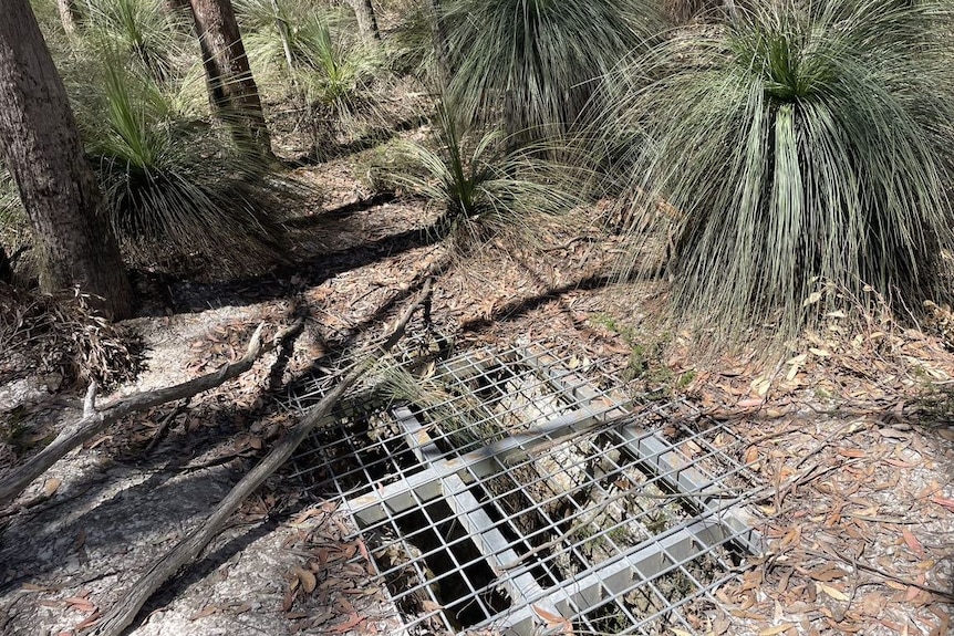 A grate covers a shaft in the ground in bushland.