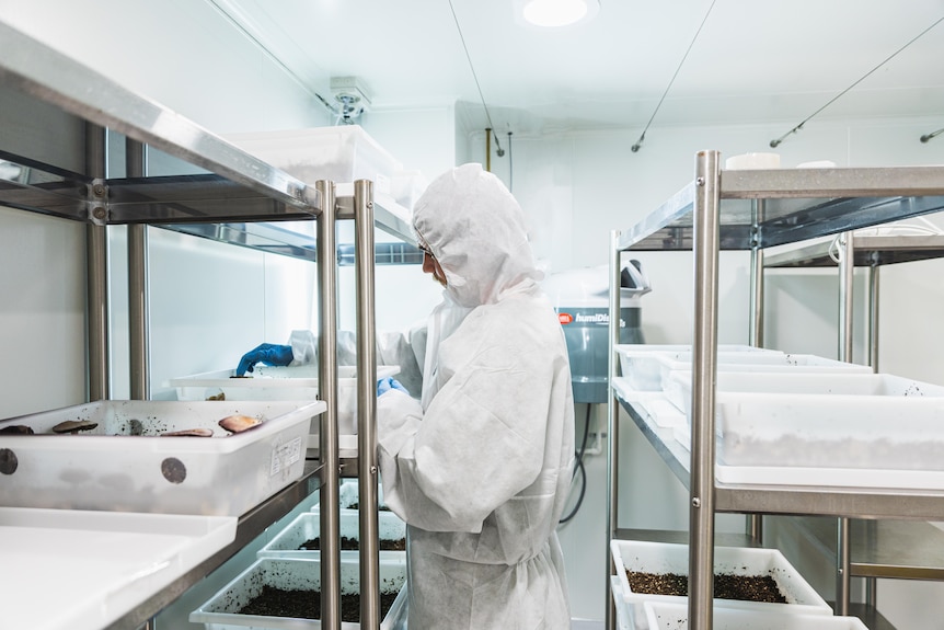 A person stands in a lab wearing full-body protective gear.