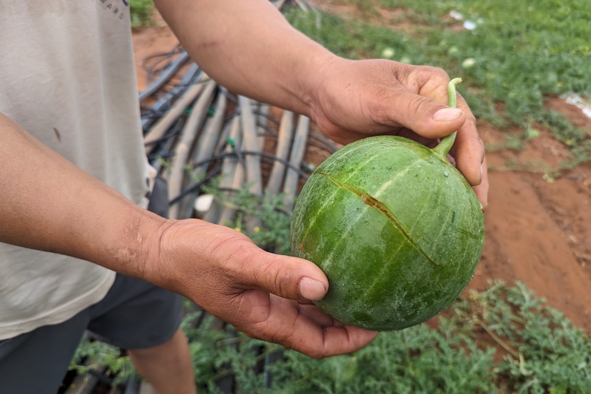 A watermelon with a split skin