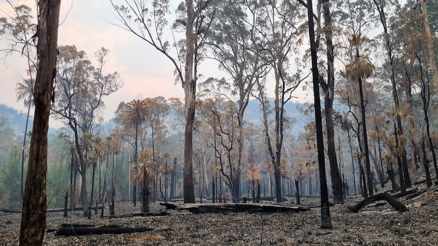 "Crossing one" in Carnarvon Gorge soon after the fire came through