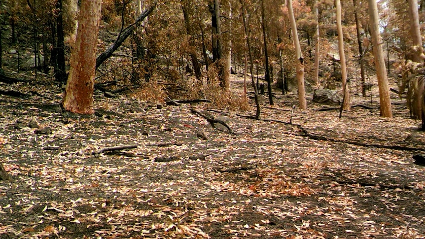 A section of the park just after the fire came through