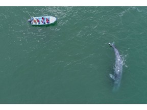 Whale-watching excursion in Puerto Chale, located 1.5 hours north of La Paz