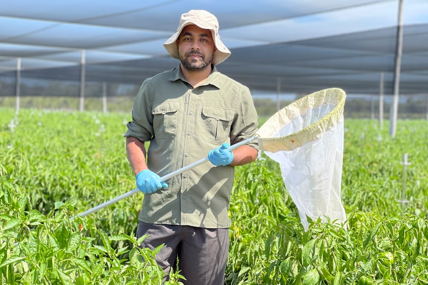 Man standing crop of tomato plants holding a net.