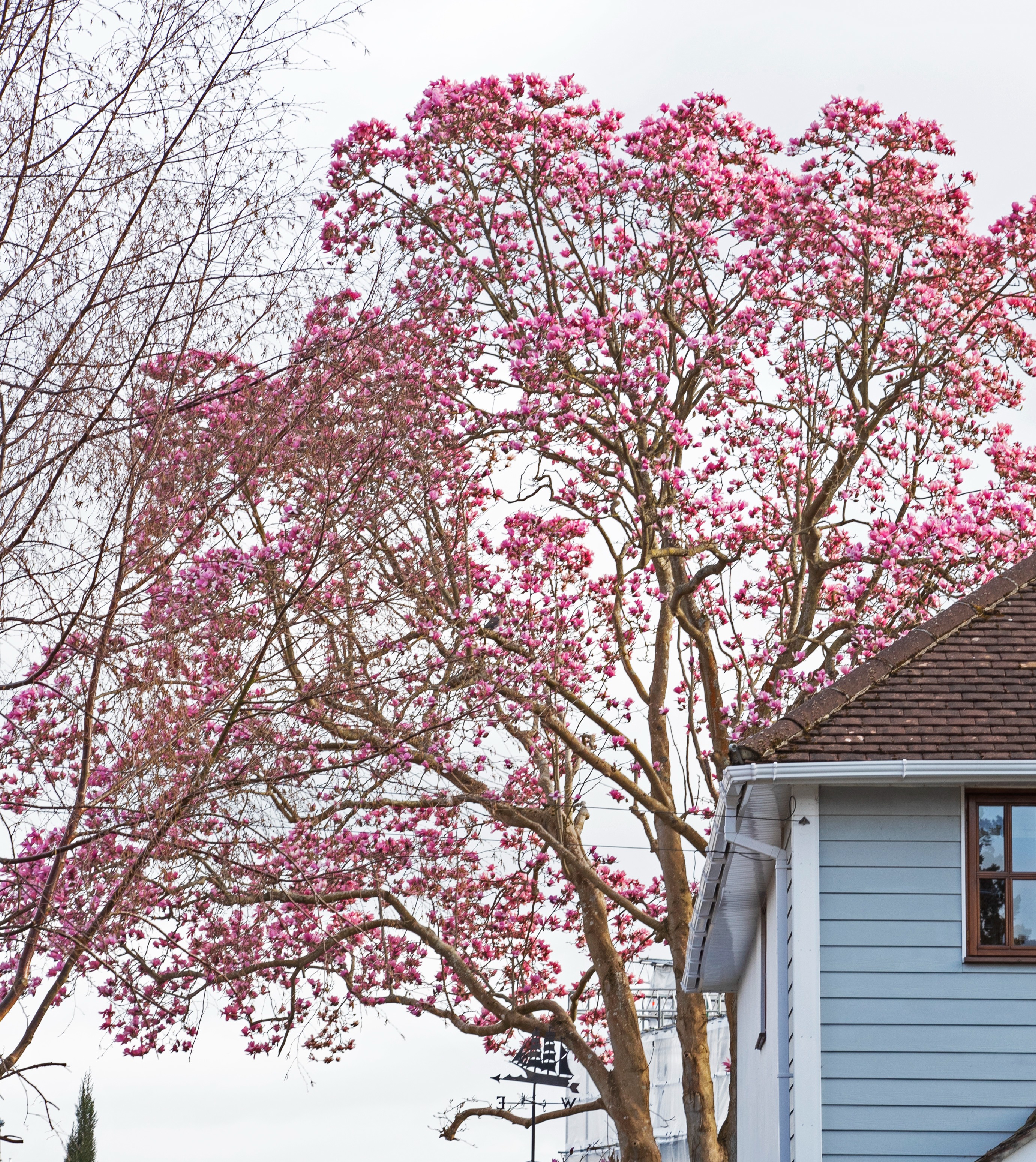 The tree is believed to be the UK's tallest and attracted tourists for all over the country when it bloomed