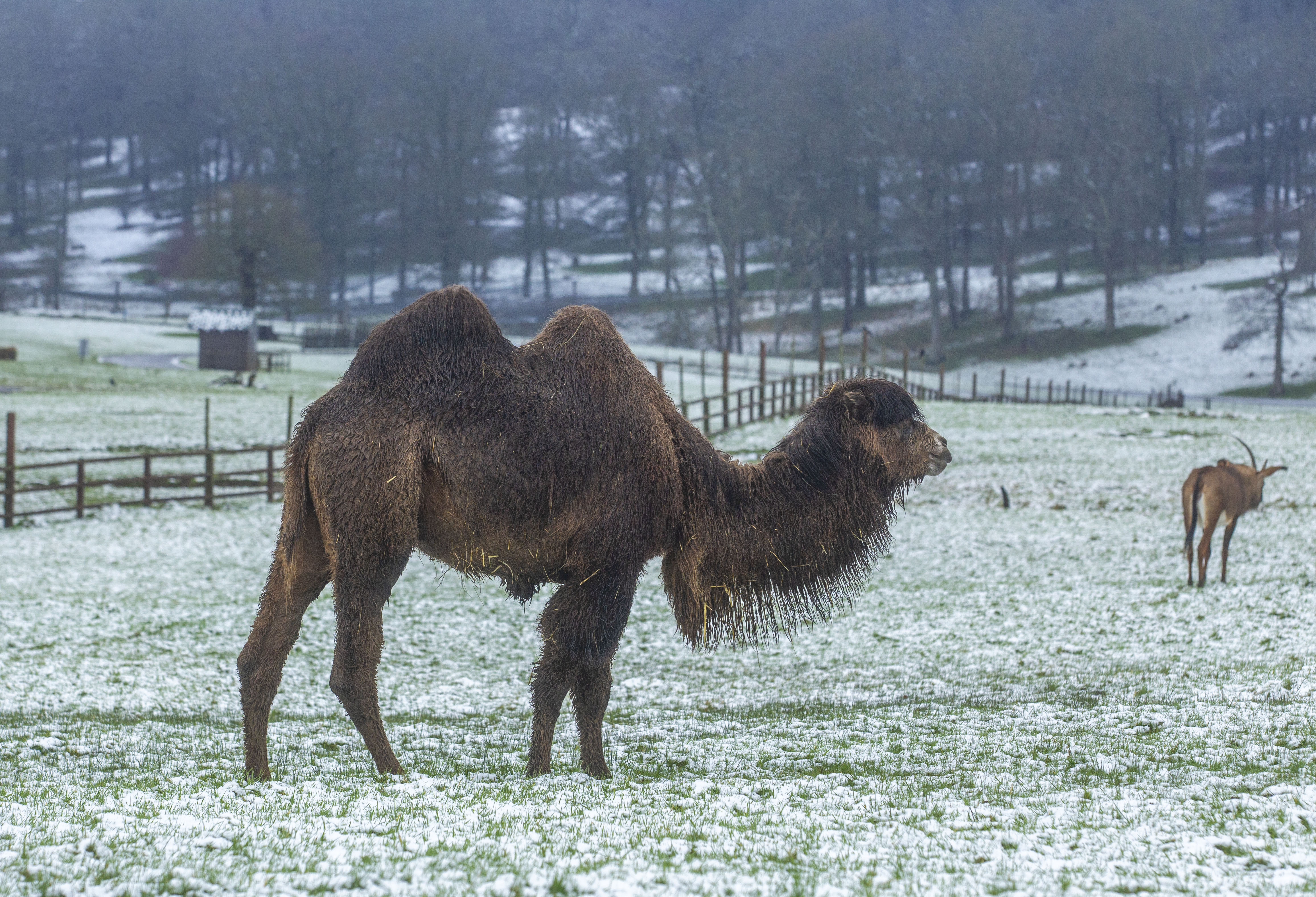 Camels had to keep warm in the grounds of Longleat the same day