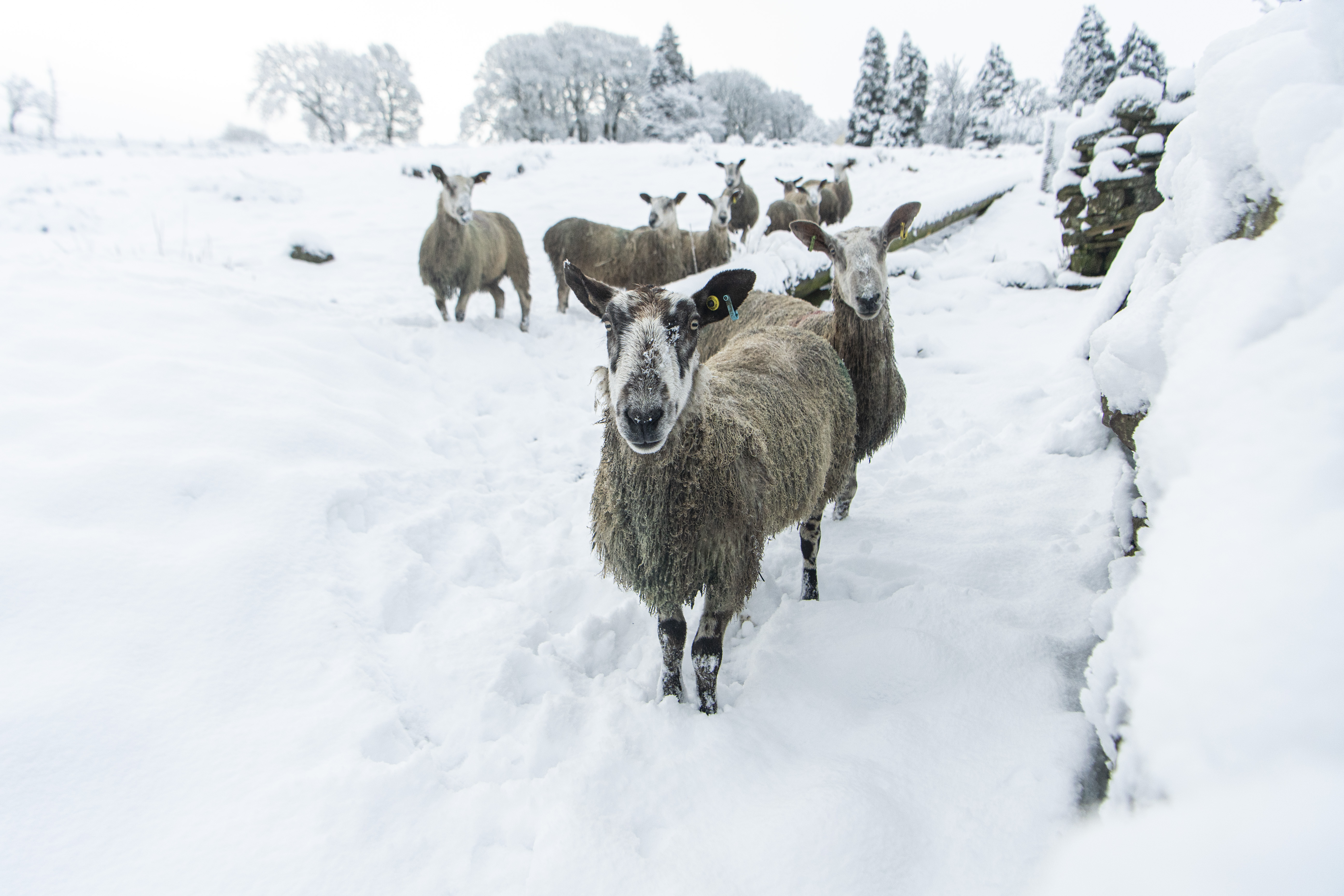 Sheep braved the cold in Nenthead, Cumbria at the weekend