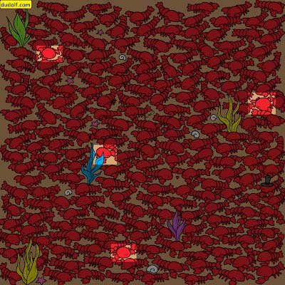 Were you able to find the crabs?