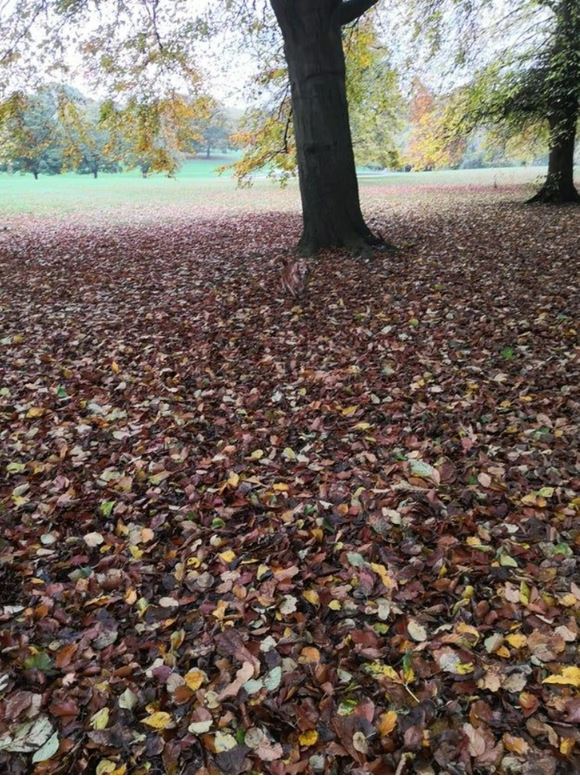 You must have 20/20 vision & high IQ if you spot the dog hiding in the leaves in nine seconds