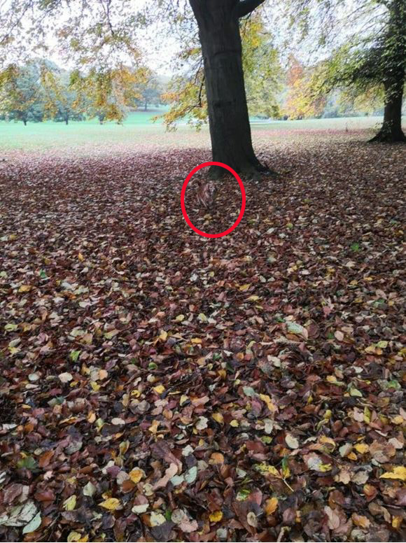 The dog can be found near the middle of the picture