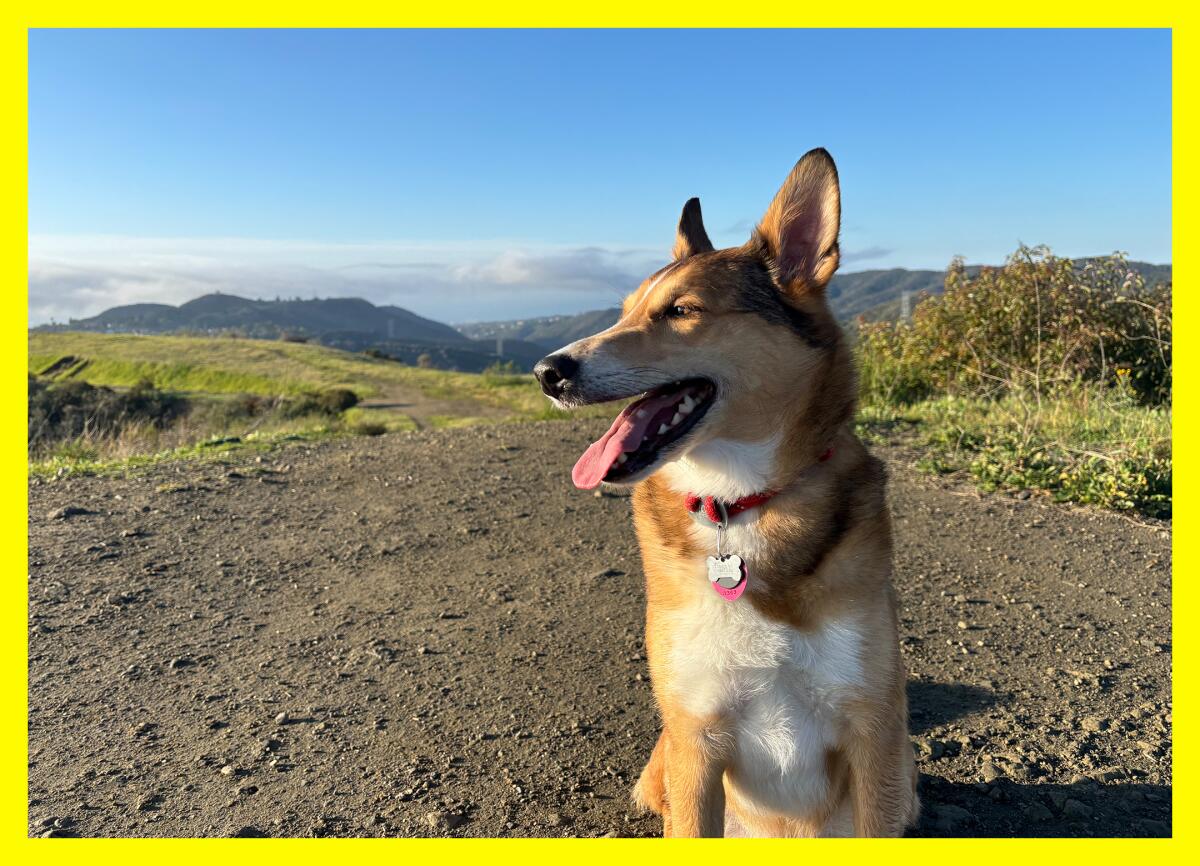 A collie mix at Westridge-Canyonback Wilderness Park.