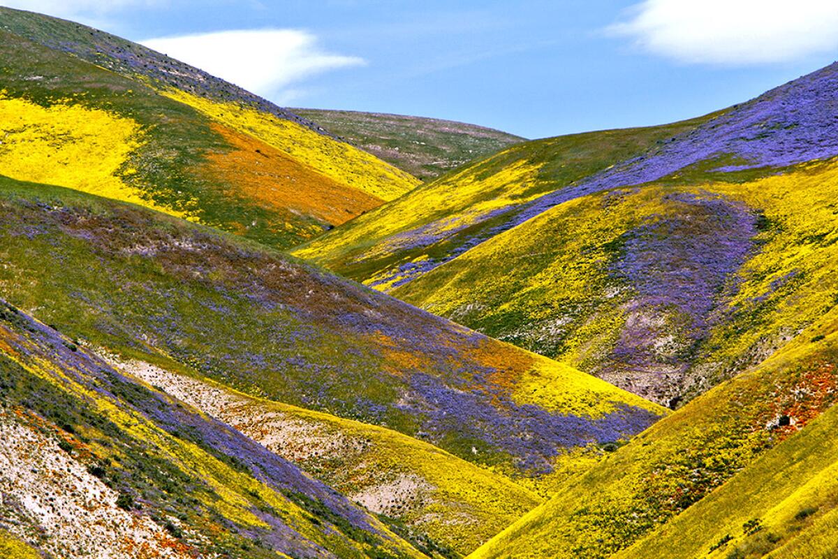 The Carrizo Plain superbloom on April 16, 2017.