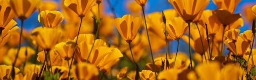 LAKE ELSINORE, CALIF. -- WEDNESDAY, MARCH 13, 2019: California Poppies are abundant at the Super Bloom, Lake Elsinore Poppy Fields in Walker Canyon after the city closed the area in Lake Elsinore, Calif., on March 13, 2019. Calling the stampede a ?poppy nightmare,? Lake Elsinore officials announced they had shut access to the popular poppy fields in Walker Canyon, where crowds had descended in recent weeks to see the super bloom of wildflowers. ?The situation has escalated beyond [our] available resources,? Lake Elsinore said on its City Hall Facebook page. ?No additional shuttles or visitors will be allowed into Walker Canyon. This weekend has been unbearable [for] Lake Elsinore.? The area was reopened Monday. (Allen J. Schaben / Los Angeles Times)