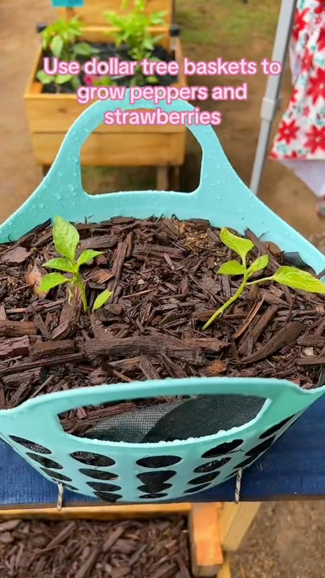 She transferred starters into a Dollar Tree basket with mulch and soil