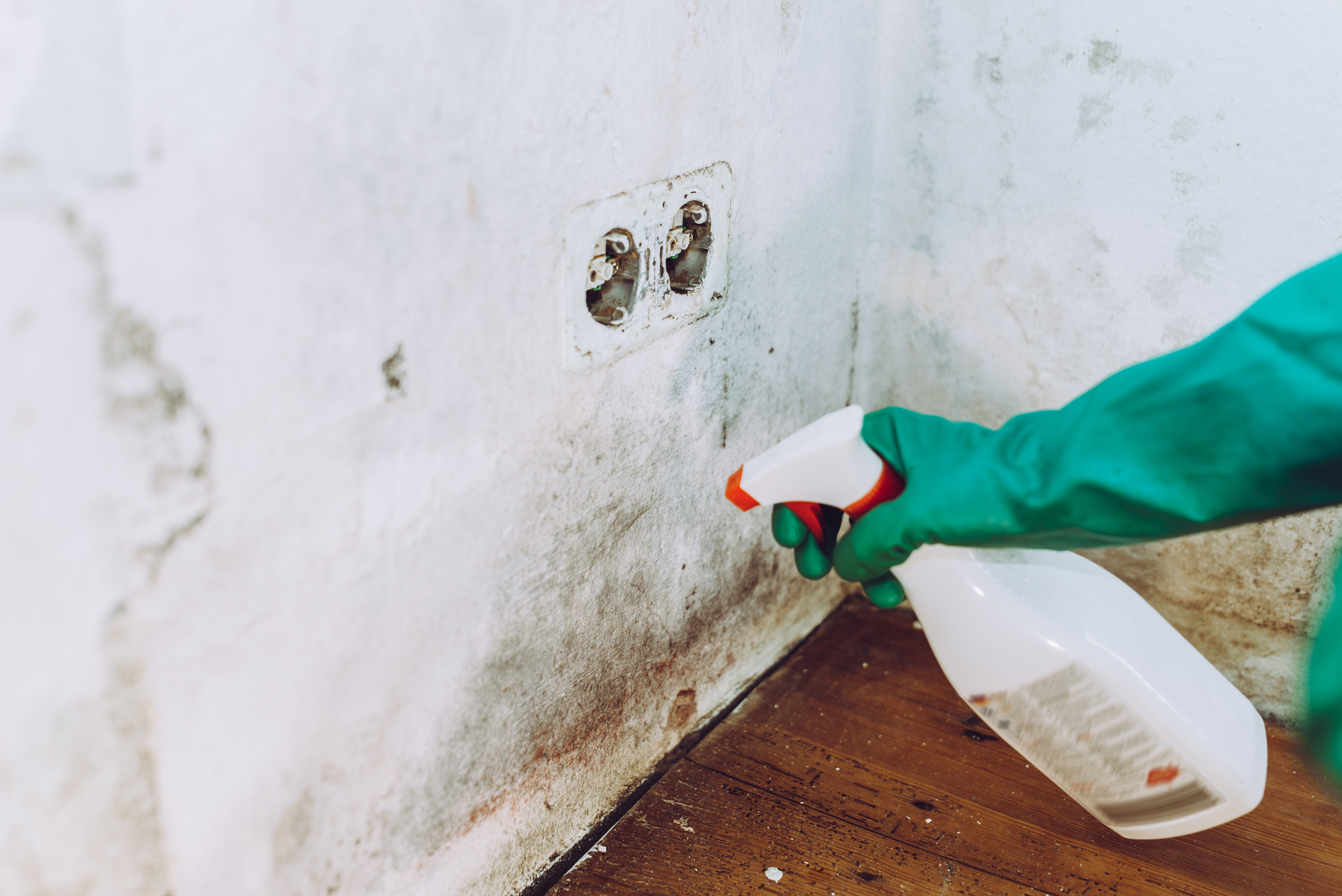 One cleaning whizz reccomend a £1.99 spray to banish black mould