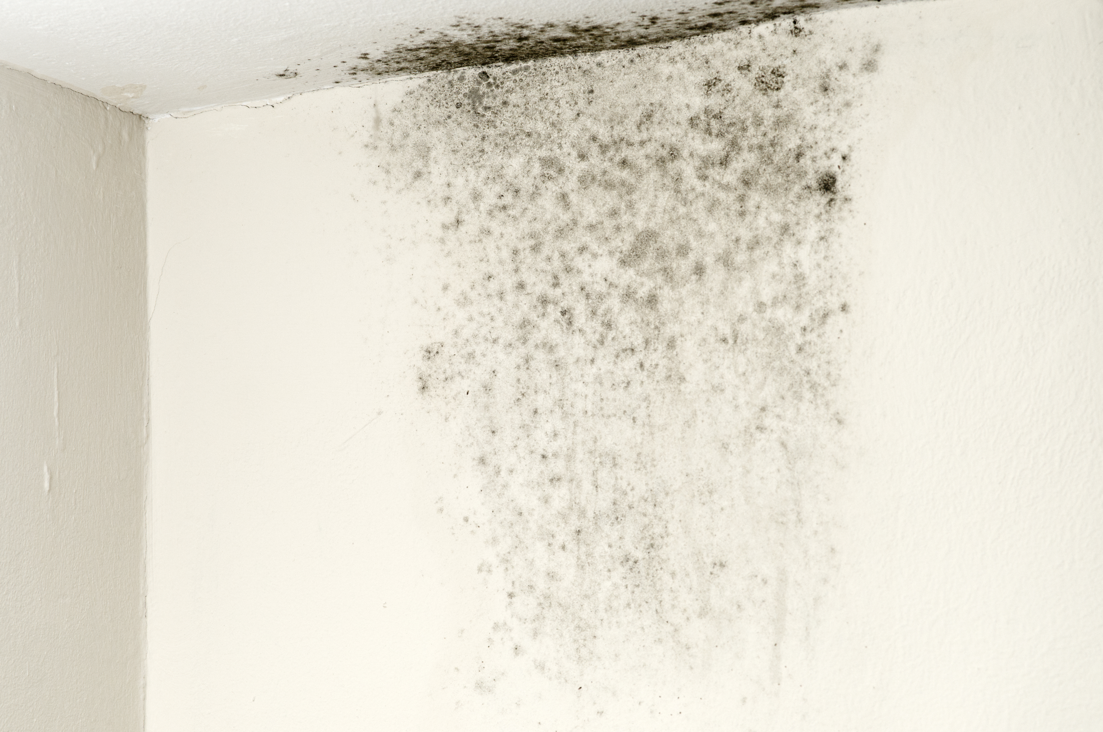 As the weather warms up, it is a great time to tackle black mould and allow fresh air to circulate around your home