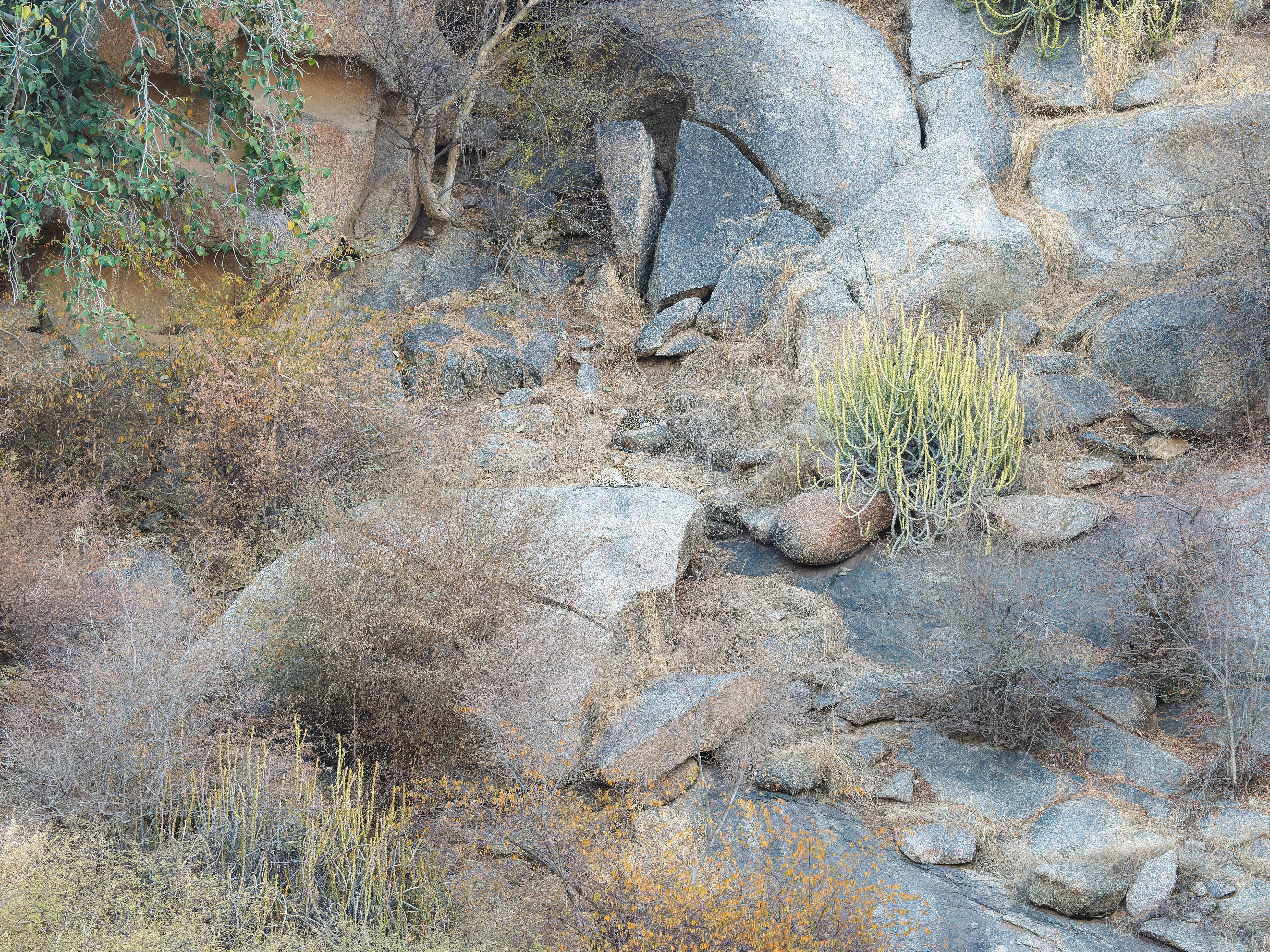 Spot the leopard in 13 seconds