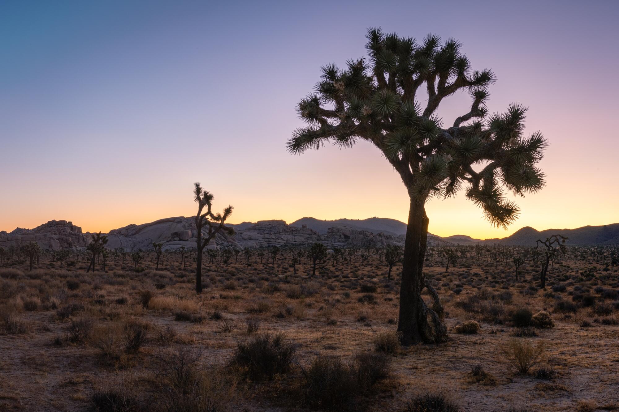 Joshua trees at sunrise in Joshua Tree National Park.